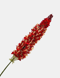 FLOWERS FOR DECOR