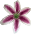 Flower heads Lily 003