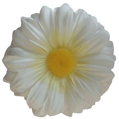 Główki kwiatowe gerbery G2