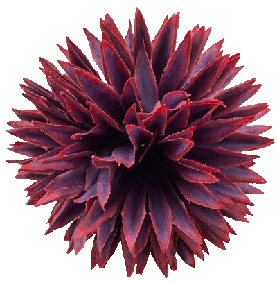 Główki kwiatowe Dahlia 02