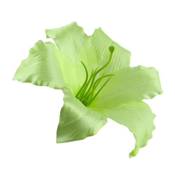 Kwiatostany lilii 006