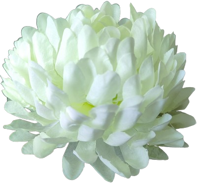 Kwiatostany chryzantemy 03