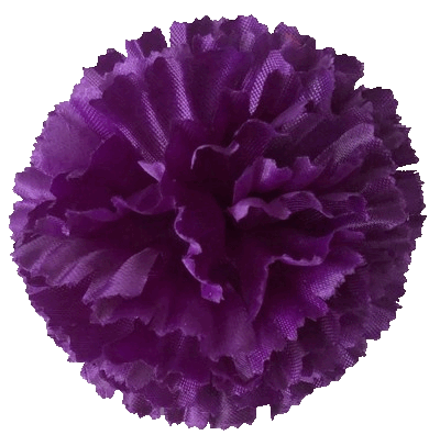 Kwiatostany goździków 05