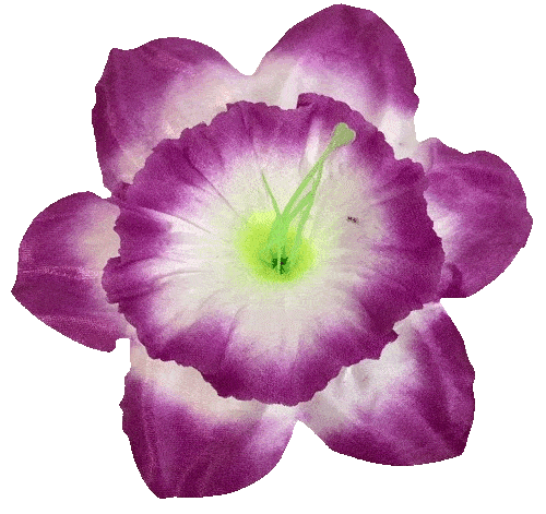 Kwiatostany narcyzów 02