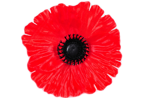 Duże główki kwiatów maku