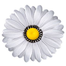 Kwiatostany słonecznika