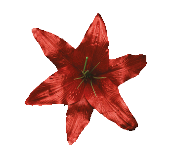 Kwiatostany lilii 001