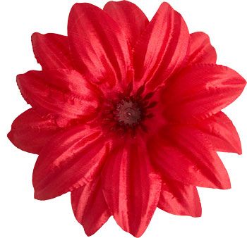 Krokus Ostre główki kwiatowe