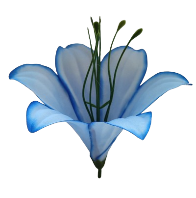 Kwiatostany lilii 004