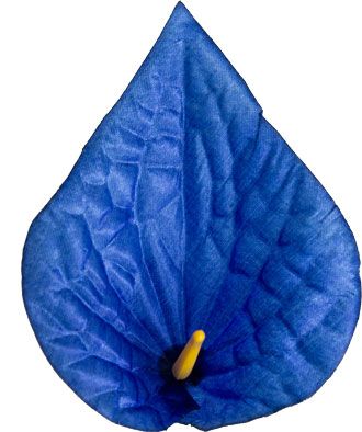 Główki kwiatowe Cala Atlas