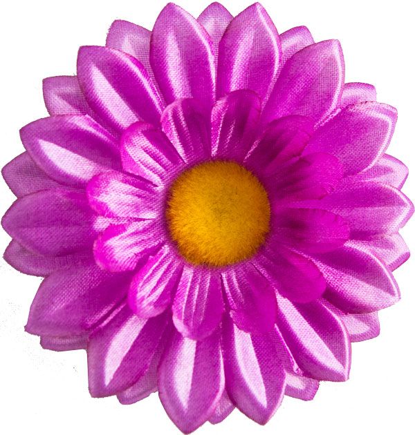 Kwiatostany rumianku G7