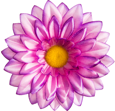 Kwiatostany rumianku G8