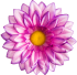 Flower heads Chamomile G8