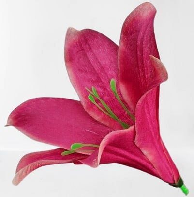 Kwiatostany lilii 005