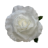 Tea Rose flower heads