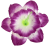 К243