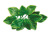 Rose leaves with a light tip