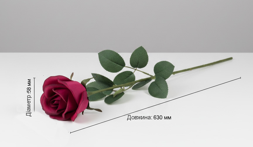 Róża cechy z łodygą